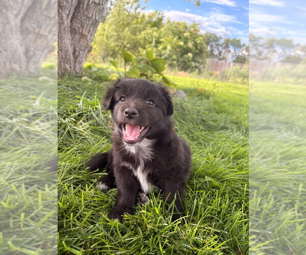 Medium Photo #2 Chihuahua-Unknown Mix Puppy For Sale in Salt Lake City, UT, USA