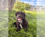 Small #1 Chihuahua Mix