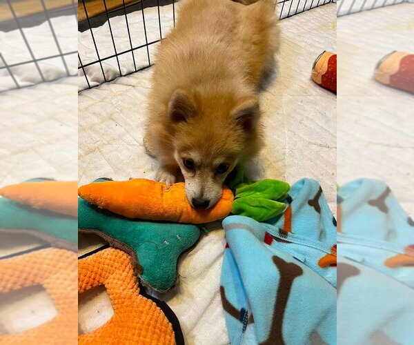 Medium Photo #4 Pomeranian-Unknown Mix Puppy For Sale in Germantown, OH, USA