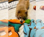 Small #3 Pomeranian Mix
