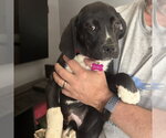 Small #1 Labrador Retriever Mix