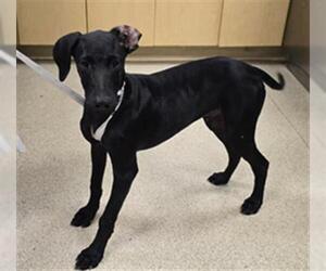 Medium Doberman Pinscher-Labrador Retriever Mix