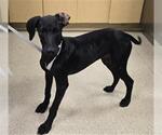 Small Doberman Pinscher-Labrador Retriever Mix
