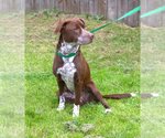 Small #2 German Shorthaired Pointer Mix