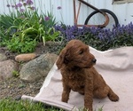 Small Photo #82 Irish Doodle Puppy For Sale in GOSHEN, IN, USA
