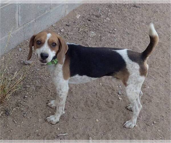Medium Photo #3  Puppy For Sale in , 