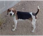 Small Beagle
