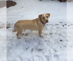 Small Photo #4 Basset Hound-Labrador Retriever Mix Puppy For Sale in Skokie, IL, USA