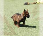Small Photo #1 German Shepherd Dog Puppy For Sale in NORTH HOLLYWOOD, CA, USA