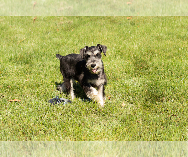 Medium Photo #7 Schnauzer (Miniature) Puppy For Sale in NAPPANEE, IN, USA