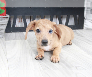 Dachshund Puppy for sale in MARIETTA, GA, USA