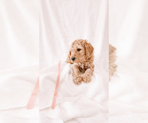 Goldendoodle Puppy for sale in WENATCHEE, WA, USA