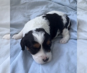 Medium Cavapoo