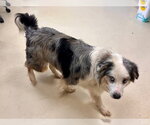 Small #2 Australian Shepherd Mix