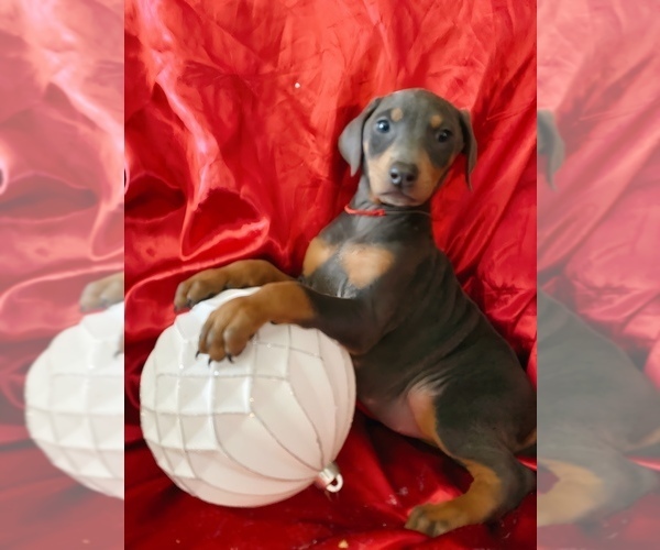 Medium Photo #1 Doberman Pinscher Puppy For Sale in YUCCA VALLEY, CA, USA