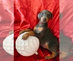 Puppy 1 Doberman Pinscher