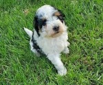 Small #1 Miniature Bernedoodle
