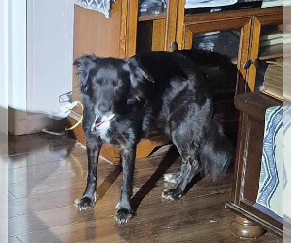 Medium Photo #1 Bearded Collie-Unknown Mix Puppy For Sale in San Antonio, TX, USA