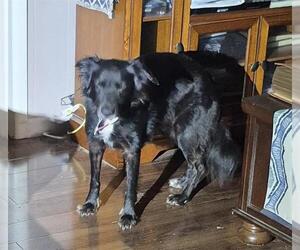 Bearded Collie-Unknown Mix Dogs for adoption in San Antonio, TX, USA