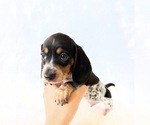 Small #8 Dachshund