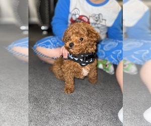 Pyredoodle (Toy) Puppy for Sale in MOUNT HOLLY, North Carolina USA