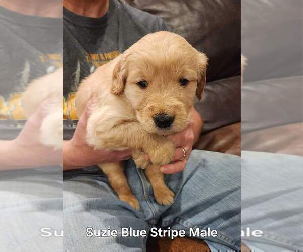Medium Photo #5 Golden Retriever Puppy For Sale in KINGMAN, AZ, USA