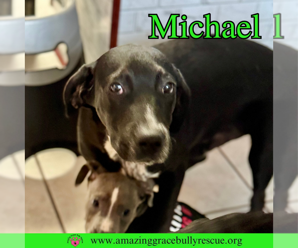 Medium Photo #7 Pointer-Unknown Mix Puppy For Sale in Pensacola, FL, USA