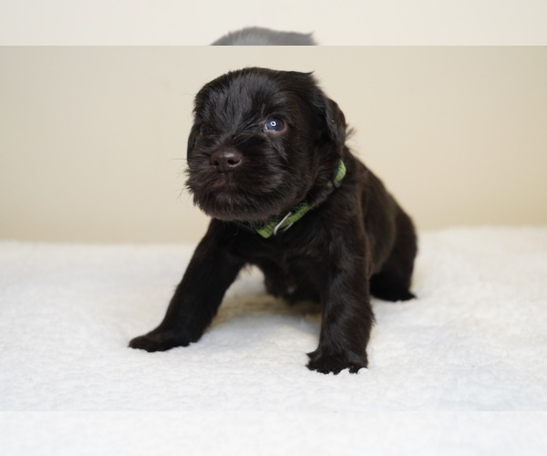 Medium Photo #4 Schnauzer (Miniature) Puppy For Sale in MIAMI, FL, USA