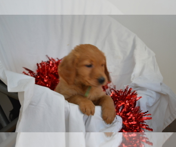 Medium Photo #4 Golden Retriever Puppy For Sale in GREENWOOD, WI, USA