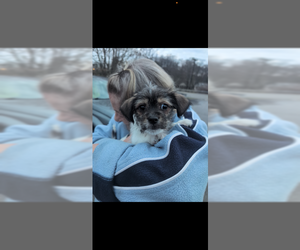 Mutt Dogs for adoption in Plainfield, IL, USA