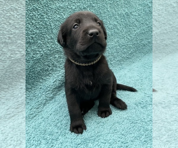 Medium Photo #9 Labrador Retriever Puppy For Sale in HOLLY SPRINGS, NC, USA
