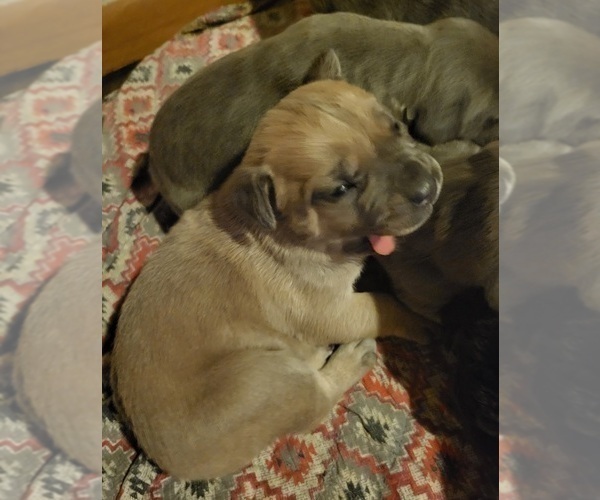 Medium Photo #3 Cane Corso Puppy For Sale in NUNICA, MI, USA