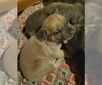 Small #2 Cane Corso