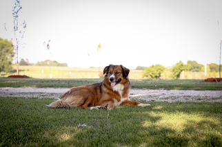 Mother of the English Shepherd puppies born on 05/29/2018