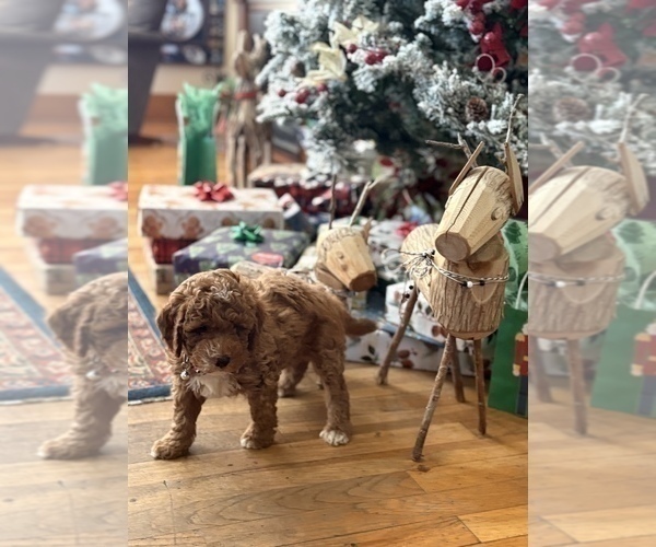Medium Photo #8 Goldendoodle (Miniature) Puppy For Sale in SAINT MARYS, KS, USA