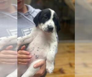 German Shorthaired Pointer-Great Pyrenees Mix Dog for Adoption in CHARLOTTE, North Carolina USA