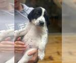 Small German Shorthaired Pointer-Great Pyrenees Mix