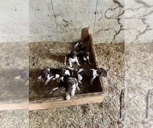 German Shorthaired Pointer Puppy for sale in DONIPHAN, MO, USA