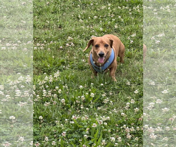 Medium Photo #5 Dachshund Puppy For Sale in Forest, VA, USA