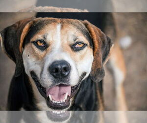 Roscoe - Male Labrador Retriever-Unknown Mix Dog for Adoption - Photo #4