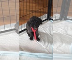 Small Maltese Mix