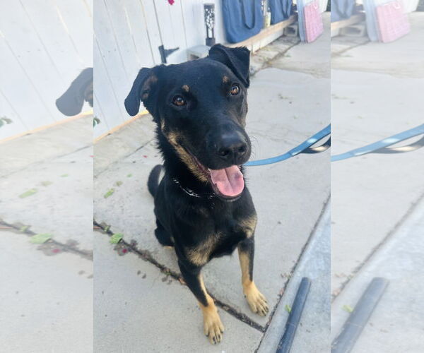 Medium Photo #1 Rottweiler-Unknown Mix Puppy For Sale in Newport Beach, CA, USA