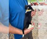 Small Photo #2 Beagle Puppy For Sale in LAKE VILLAGE, IN, USA