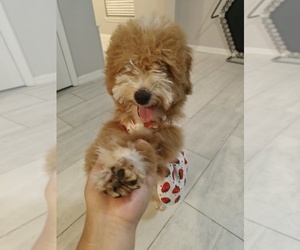 Cocker Spaniel-Teddy Roosevelt Terrier Mix Puppy for sale in LAKELAND, FL, USA