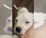 Small Photo #1 American Bulldog-American Staffordshire Terrier Mix Puppy For Sale in PHOENIX, AZ, USA