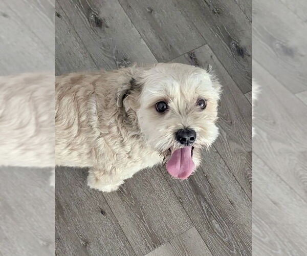 Medium Photo #11 Poodle (Miniature) Puppy For Sale in San Diego, CA, USA