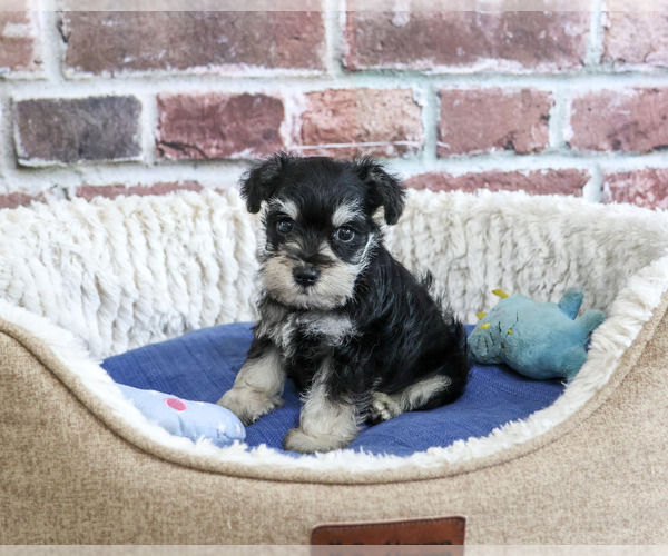 Medium Photo #2 Schnauzer (Miniature) Puppy For Sale in SYRACUSE, IN, USA