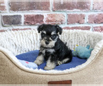 Small #1 Schnauzer (Miniature)
