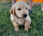 Small Photo #6 Golden Retriever Puppy For Sale in CHINA SPRING, TX, USA