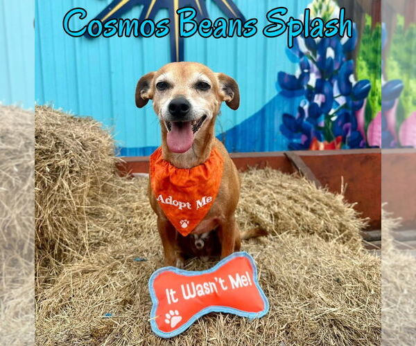 Medium Photo #47 Chiweenie Puppy For Sale in San Antonio, TX, USA